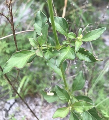Iresine diffusa image