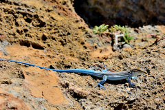 Pholidoscelis lineolatus