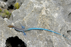 Pholidoscelis lineolatus