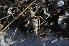 Paradrymadusa galitzini