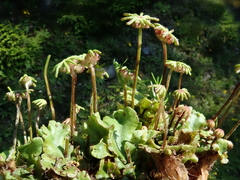 Marchantia polymorpha montivagans