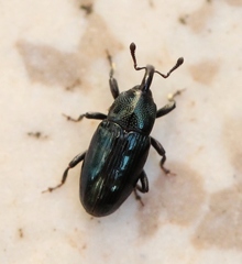Aulacobaris coerulescens