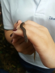 Tantilla melanocephala