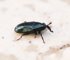 Aulacobaris coerulescens