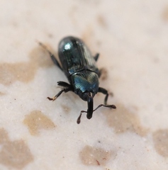 Aulacobaris coerulescens