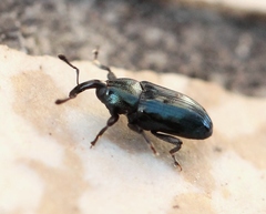 Aulacobaris coerulescens