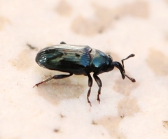 Aulacobaris coerulescens