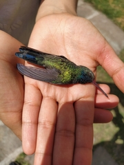 Cynanthus latirostris