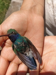 Cynanthus latirostris