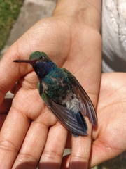 Cynanthus latirostris