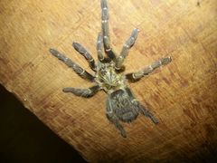 Pterinochilus murinus