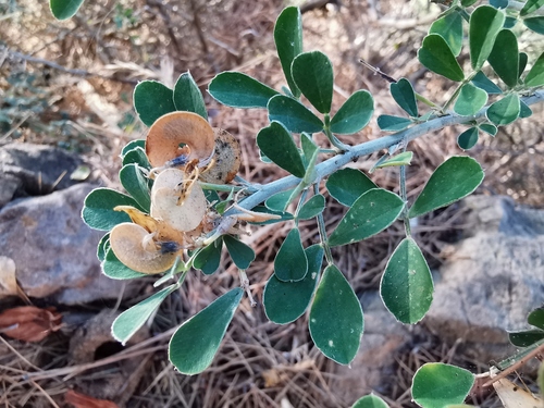 Representative image of Medicago arborea arborea