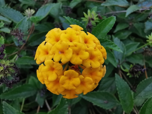 Lantana × hybrida