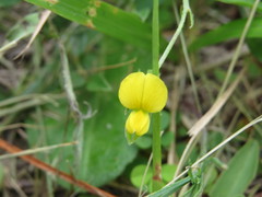 Crotalaria rotundifolia