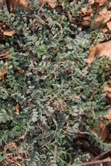 Astragalus rupifragus