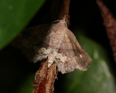 Throana pectinifer