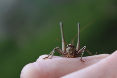 Antaxius spinibrachius