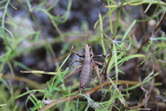 Antaxius spinibrachius
