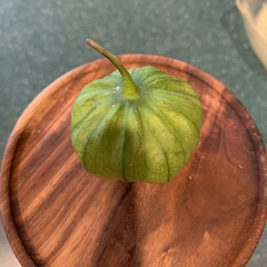 Physalis philadelphica