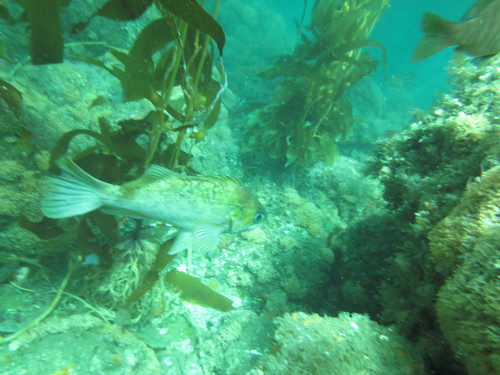 Sebastes atrovirens