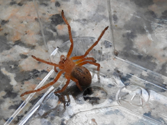 Neosparassus diana
