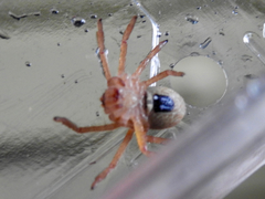 Neosparassus diana