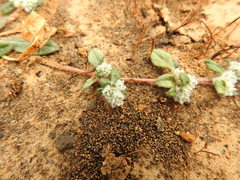 Gossypianthus lanuginosus