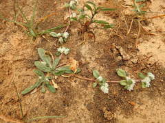 Gossypianthus lanuginosus