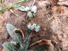 Gossypianthus lanuginosus