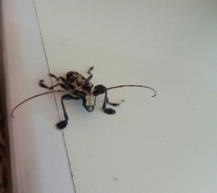 Steirastoma marmoratum