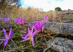 Colchicum montanum