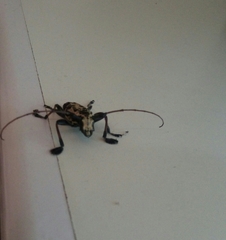 Steirastoma marmoratum