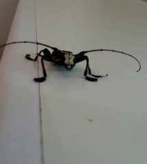 Steirastoma marmoratum