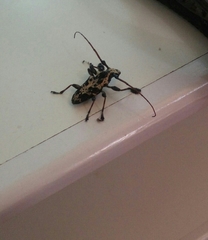 Steirastoma marmoratum