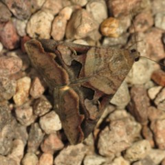 Melipotis perpendicularis