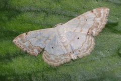 Scopula propinquaria