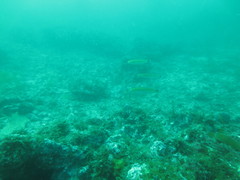 Halichoeres californicus