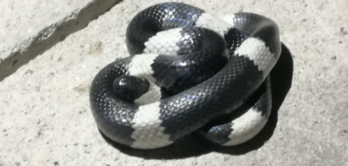 Photo of a Zweifel's Snail-eating Snake (Tropidodipsas zweifeli)