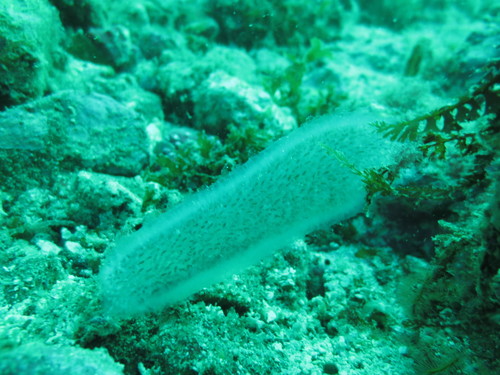 Pyrosomatidae