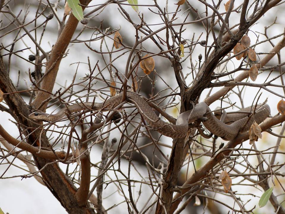 Species image