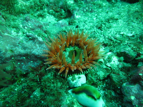Urticina mcpeaki