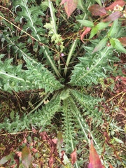 Cirsium hydrophilum