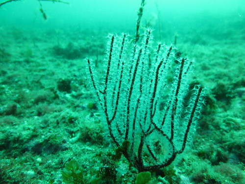 Leptogorgia chilensis