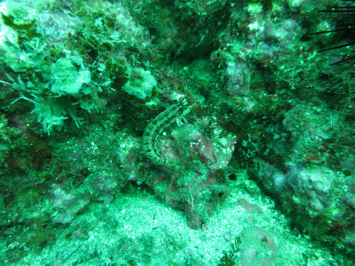 Alloclinus holderi