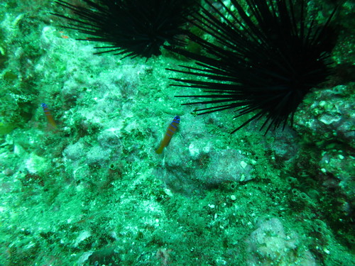Lythrypnus dalli