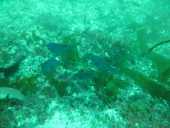 Chromis punctipinnis