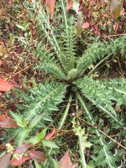 Cirsium hydrophilum
