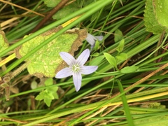 Campanula californica