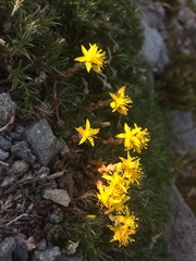 Sedum rupicola
