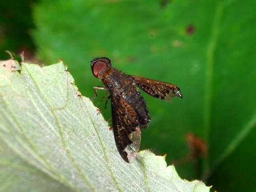 Sinuous Bee Fly photo 4